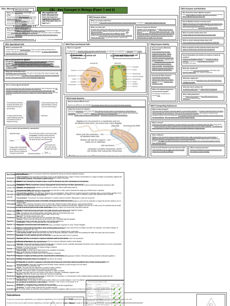 Key Concepts in Biology Guide | PDF | Cell (Biology) | Enzyme