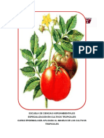 Marchitez Bacteriana en Tomate Ralstonia