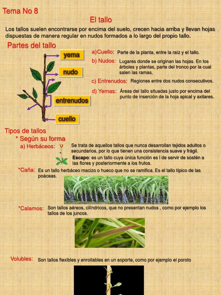 Tema No 8 El Tallo | PDF | Tallo de la planta | Plantas