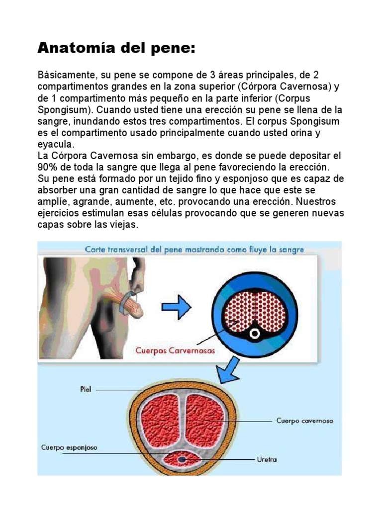 anatom-a-del-pene-pdf