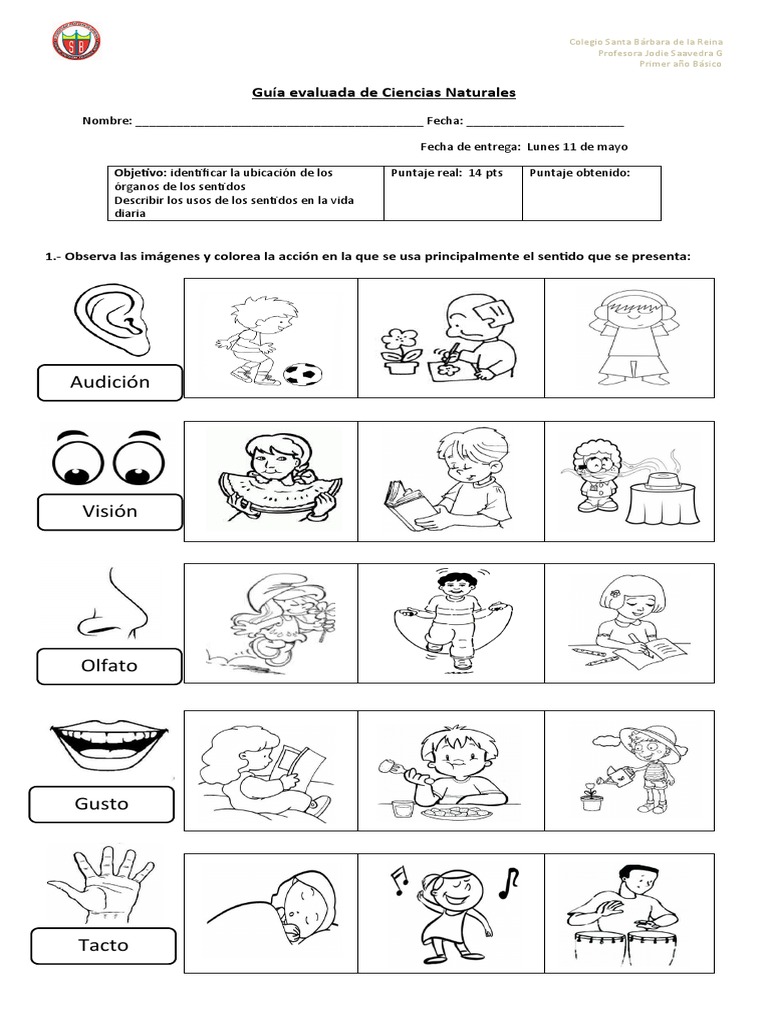 Guía de evaluación de Ciencias Naturales sobre los sentidos para ...