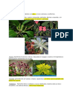 Familia Euphorbiaceae