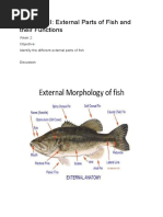 Types of Fish Market Forms Explained | PDF | Fish | Steak