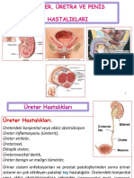 Ders 3, Ã - Retra Ve Penis Hast. 2021