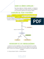 Metabolismo de Lípidos Complejos