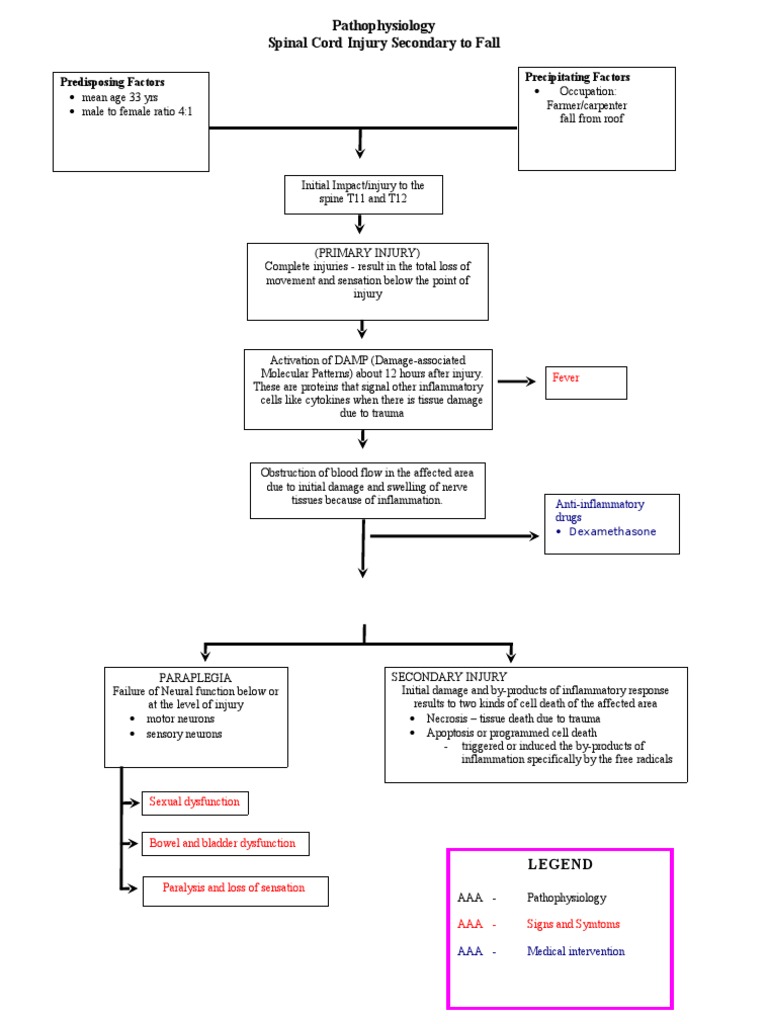 Spinal Cord Injury Pathophysiology | PDF | Necrosis | Inflammation