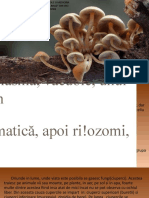 Proiect Microbiologie Fungi