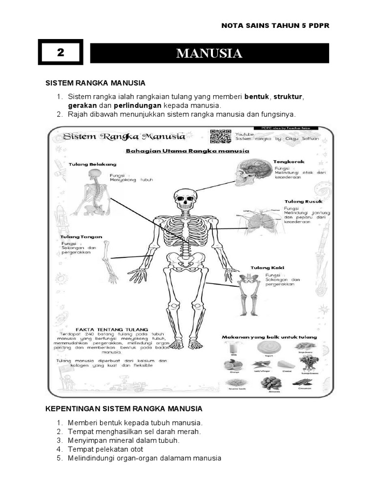 Sistem Rangka Manusia Pdf