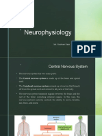 Central Nervous System Anatomy and Functions