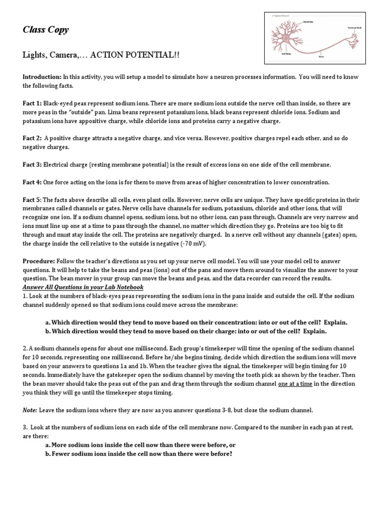 Class Copy Lights, Camera, ACTION POTENTIAL!! PDF Inhibitory