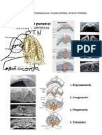 Sistema Osteomioarticular