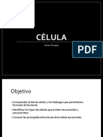 Clase 1 Celula y Organelos (1)