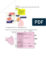 Hipotalamus-Pituitari-Sumbu Adrenal (Axis) Regulasi Sirkadian Korteks Adrenal CRH ACTH