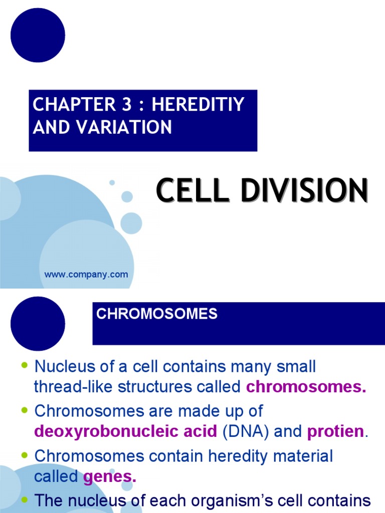 Cell Division: Mitosis and Meiosis Explained | PDF | Meiosis | Mitosis