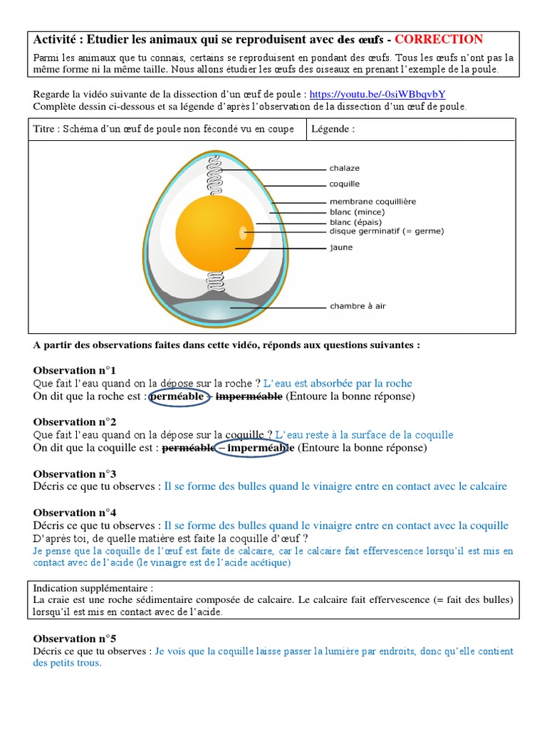 Animaux Qui Naissent Dans Un Oeuf TP Oeuf2020 Correction | PDF