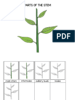 Parts of The Stem