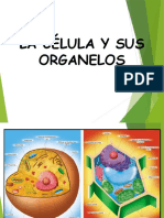 Organelos celulares