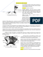 Articulación de La Sínfisis Del Pubis