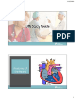 EKG Study Guide: Anatomy of The Heart