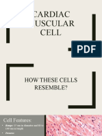 Cardiac Muscular Cell