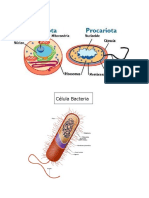 5 tipos de celula