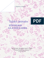 A Epitelio Glandular