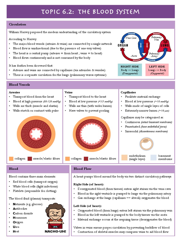 6.2 The Blood System | PDF | Circulatory System | Artery