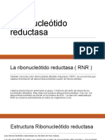 Ribonucleótido Reductasa