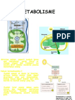 metabolisme pdf2