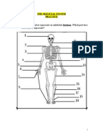 Skeletal System Practice
