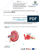 Ficha de Trabalho N.º 3 - SISTEMA URINÁRIO Beatriz Carapito