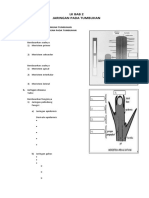 LK 2 Jaringan Tumbuhan