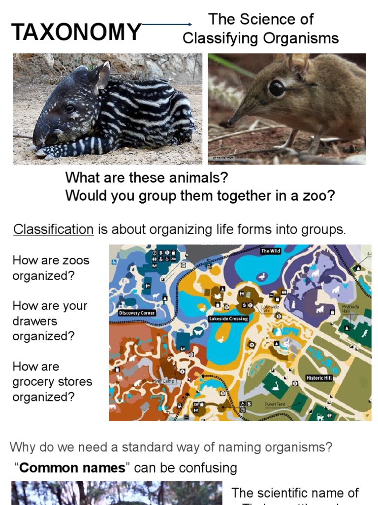 Taxonomy: The Science of Classifying Organisms | PDF | Biological ...