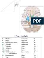 Nervi Cranici