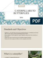 From Caterpillars To Butterflies