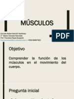 Músculos