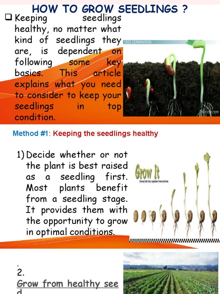 Growing Healthy Seedlings Guide | PDF | Seedling | Seed