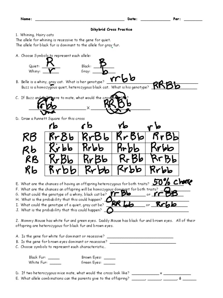 Dihybrid Practice Worksheet  PDF  Zygosity  Dominance (Genetics)