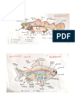 Anatomia de Los Peces