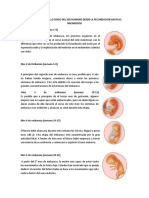 Etapa de Desarrollo Fisico Del Ser Humano Desde La Fecundacion Hasta El Nacimiento