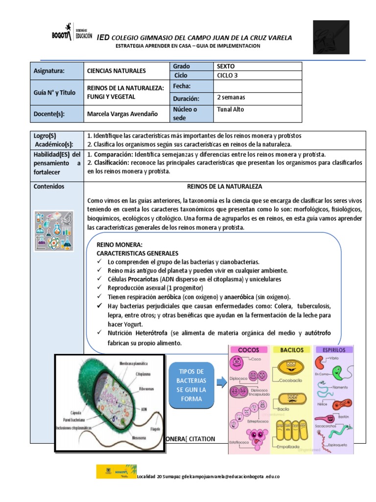 Guía de Ciencias Naturales: Reinos Monera y Protista | PDF | Las bacterias  | Plantas