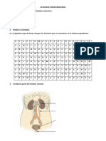 Actividad Complementaria, Sistema Endocrino