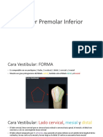 Primer Premolar Inferior