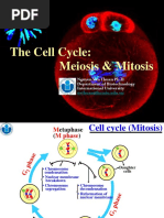 Chapter 2.2. The Cell Cycle Meiosis and Mitosis