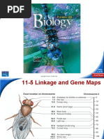 Section 11 5 Linkage And Gene Maps Chapter11 Section05 Edit | Pdf | Genetic Linkage | Gene
