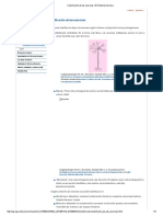 Clasificación de las neuronas _ El Sistema Nervioso