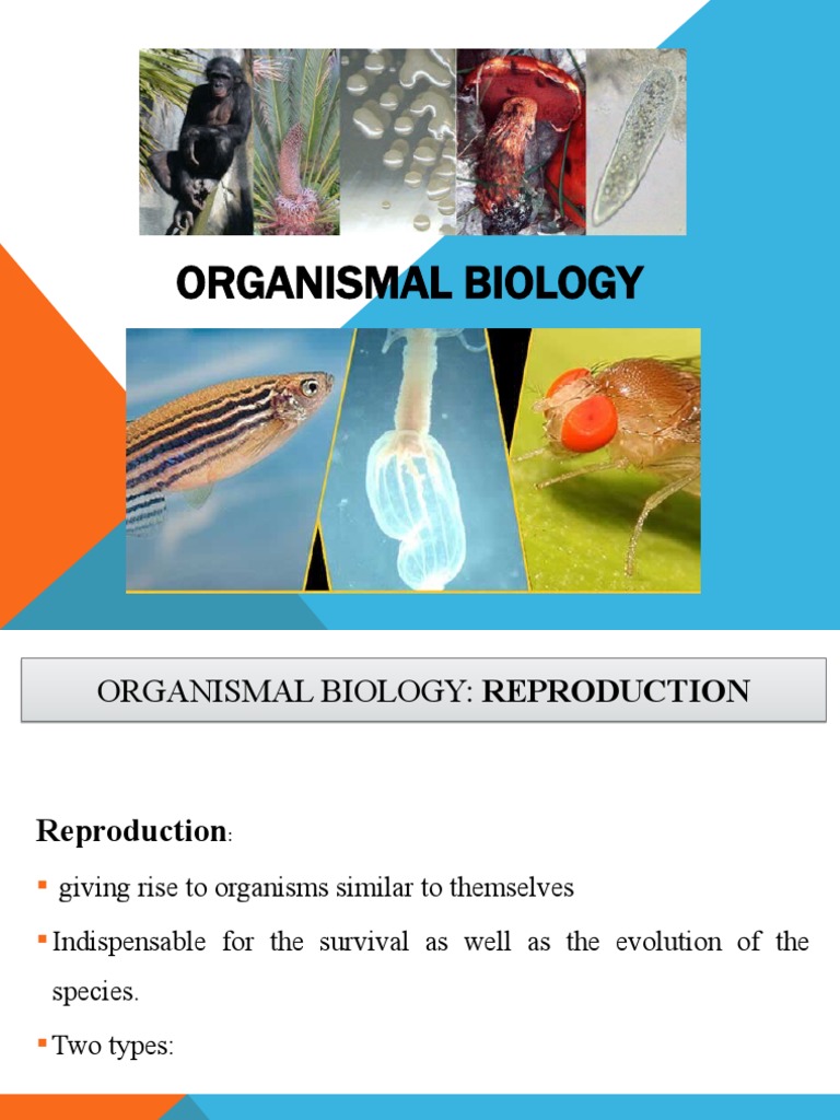 Organismal Biology | PDF | Sexual Reproduction | Biological Interactions