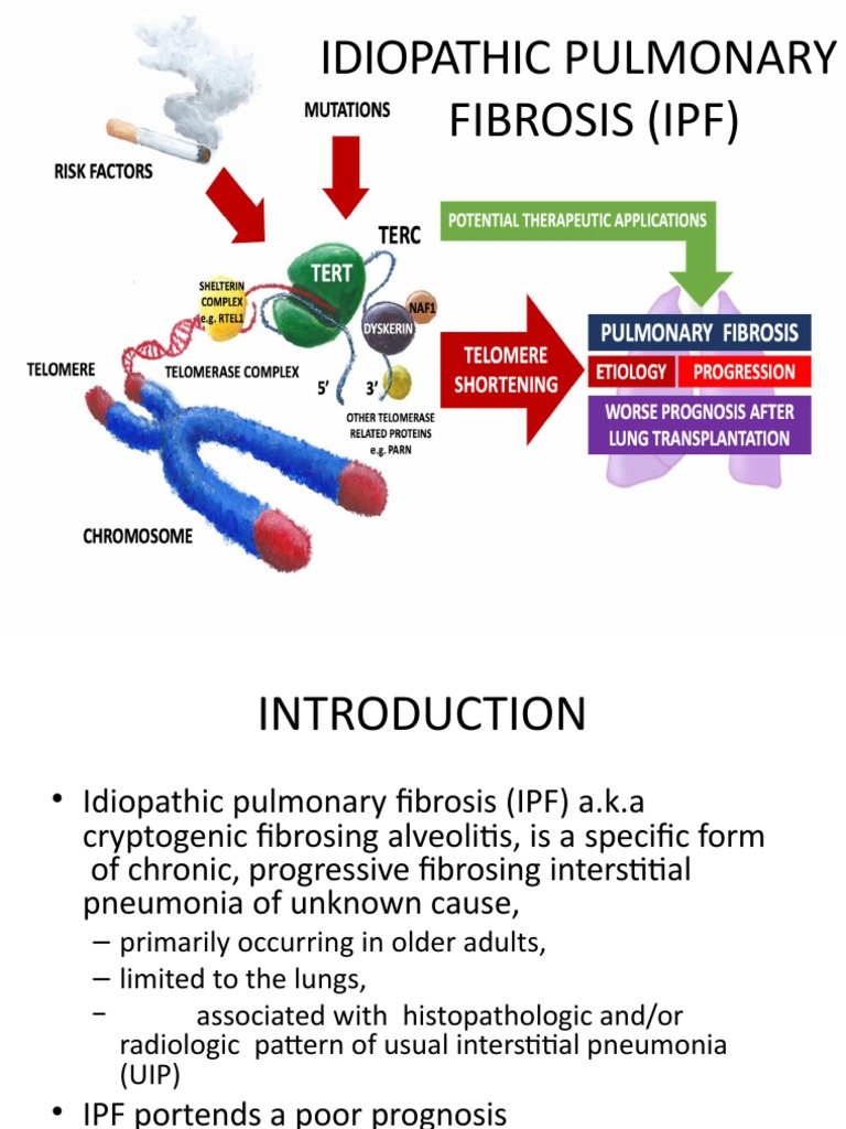 Understanding Idiopathic Pulmonary Fibrosis | PDF | Respiratory System ...