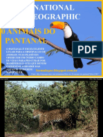 20 Animais Do Pantanal