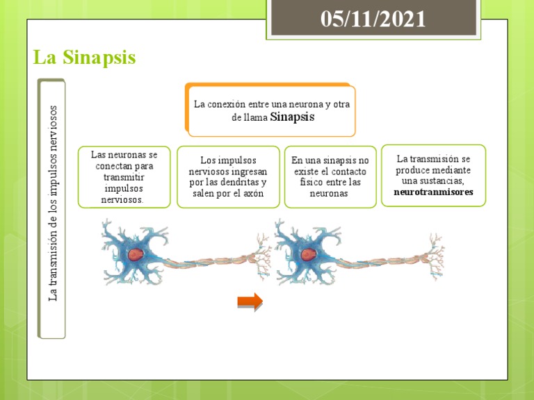 Sinapsis: Conexión Neuronal y Transmisión | PDF